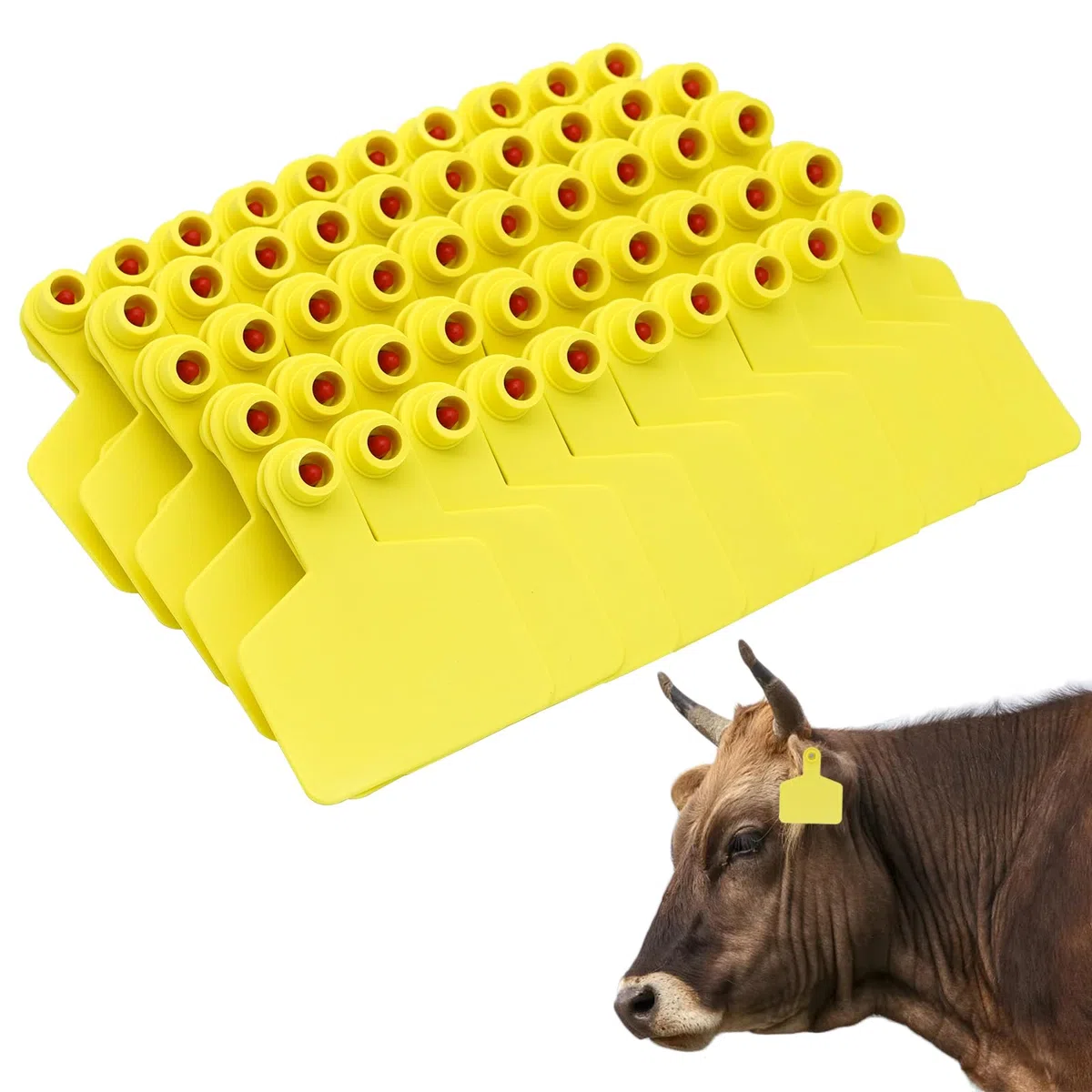 100PCS Blanko-Ohrmarken für Kuh TPU Rinder Ohrmarken Tier Identifikationskarte für Schafe Ziegen Kühe Rinder Kalb Schweine Farm