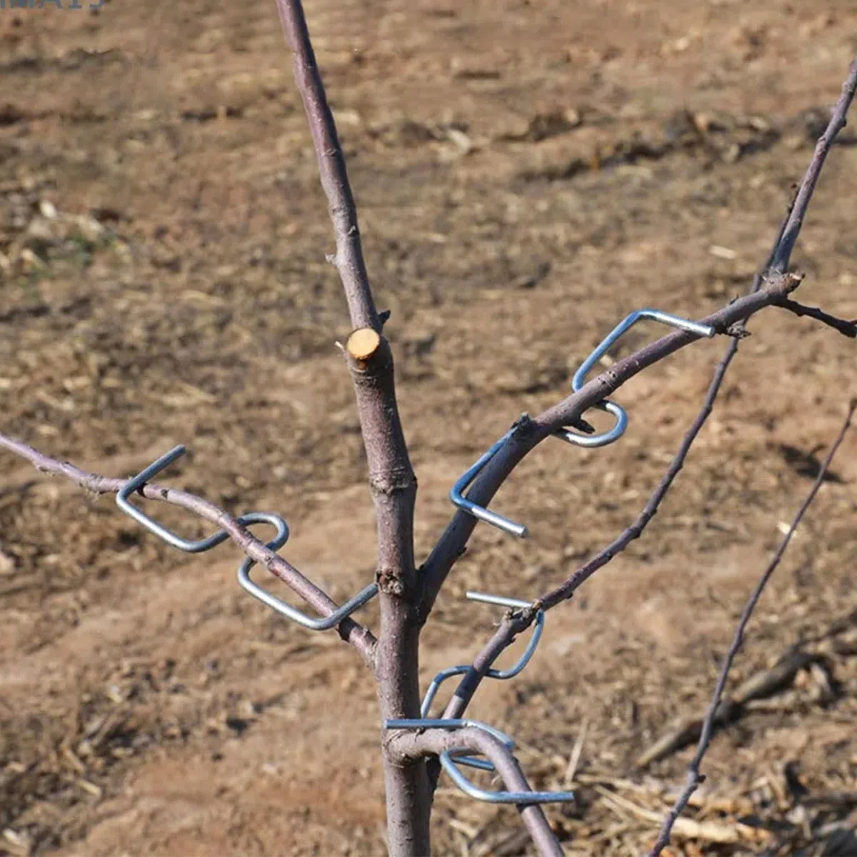 36 Stück Astspreizer für Obstbäume, Metall Aststütze Obstbaum 8/10/13cm, M-förmiger Astzieher Zweigspreize für Gartenbäume, Astklammern Biegehilfen zum Spreizen und Ebnen von Obstzweigen